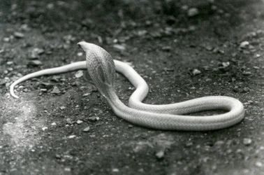 Eine Albino-Indische Brillenschlange mit erhobenem Kopf und gespreizter Haube, Londoner Zoo, September 1924