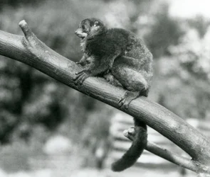 Ein gefährdeter Coquerel-Riesenmausmaki/Coquerel-Zwergmaki/Südlicher Riesenmausmaki ruht auf einem Ast im Londoner Zoo, Oktober 1929