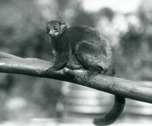 Ein gefährdeter Coquerel-Riesenmausmaki, auch Coquerel-Zwergmaki oder Südlicher Riesenmausmaki genannt, ruht im Oktober 1929 auf einem Ast im Londoner Zoo
