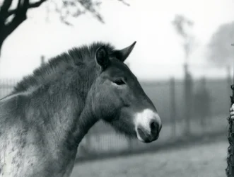 Ein gefährdetes Przewalski-Wildpferd steht in seinem Gehege im Londoner Zoo, Oktober 1927
