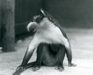 Ein gefährdeter Roloway-Affe sitzt auf dem Boden, schaut nach oben und hält seinen Schwanz, Londoner Zoo, 1927