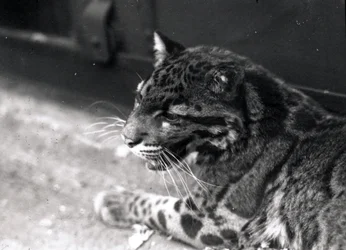 Nebelparder, 1922