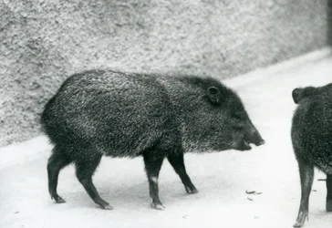 Kragenpekari im Londoner Zoo, 1927