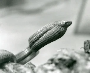 Eierschlange im Londoner Zoo im Jahr 1930