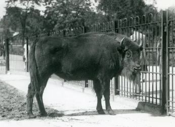 Europäischer Bison 