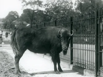 Europäischer Bison Georgina an den Gittern ihres Geheges, Londoner Zoo, 12. August 1926