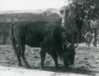 Europäischer Bison Julia frisst Gras in ihrem Gehege, Londoner Zoo, 12. August 1926