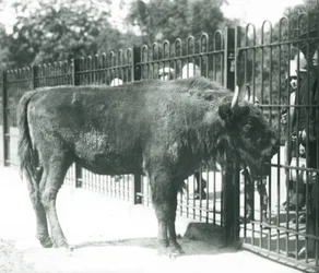 Europäischer Bison 