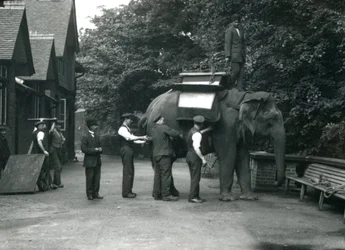 Weiblicher asiatischer Elefant 