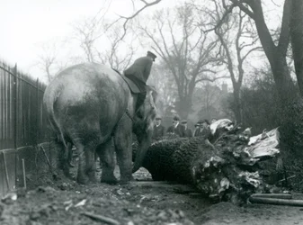 Weiblicher asiatischer Elefant, Indiarani, bewegt Holz mit ihrem Rüssel, während ihr Pfleger auf ihrem Rücken sitzt und sie dirigiert, Londoner Zoo, 1925