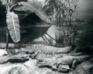Vier Alligatoren in einer Panoramaszene mit einem Bananenbaum, im London Zoo im Jahr 1929 (s/w Foto)