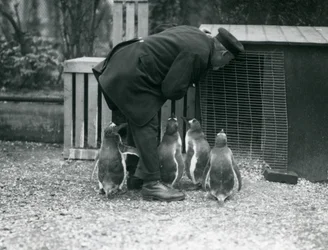 Eselspinguine mit Pfleger Albert White, London Zoo, ca. 1914