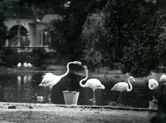 Große Flamingos auf ihrem See im Londoner Zoo 1924