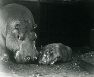 Flusspferd Joan mit ihrem männlichen Kalb Jimmy im Londoner Zoo im März 1927
