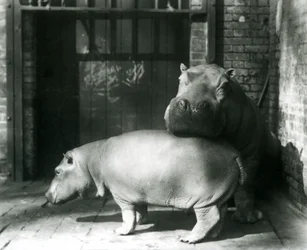 Flusspferde Joan und Jimmy im Londoner Zoo im Jahr 1927