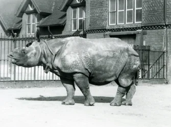 Indisches Nashorn Felix im Londoner Zoo, 1927