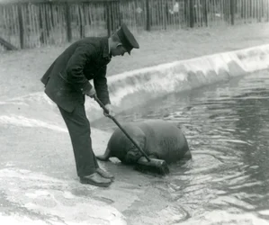 Wärter Arthur Chandler fegt das Walrossbecken, Londoner Zoo, 1924