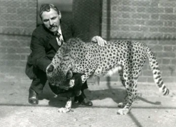 Wärter Charles Dixon mit einem verspielten Geparden im Londoner Zoo, Oktober 1922