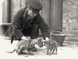 Wärter H. Warwick mit einem Tigerjunges und einem Pekari, aufgenommen im ZSL London Zoo, Mai 1914