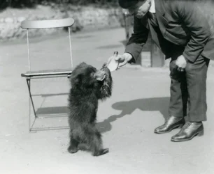 Tierpfleger Harry Warwick füttert ein Faultierbärenjunges mit der Flasche im Londoner Zoo, August 1921