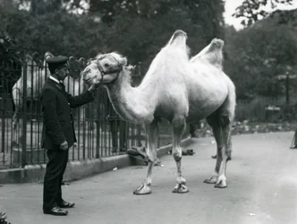 Wärter W. Styles mit einem Baktrischen Kamel im Londoner Zoo, Juli 1914