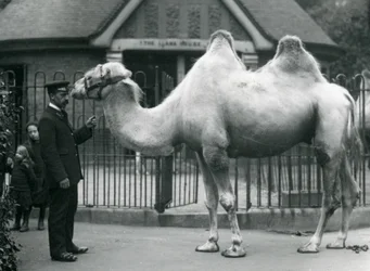 Wärter W. Styles mit einem Baktrischen Kamel vor dem Lama-Haus im Londoner Zoo, Juli 1914