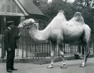 Wärter W. Styles mit einem Baktrischen Kamel vor dem Lama-Haus im Londoner Zoo, Juli 1914