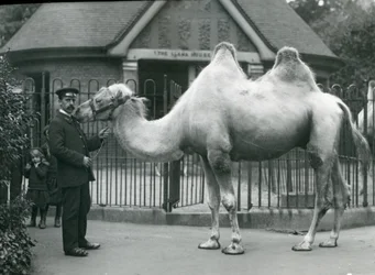 Wärter W. Styles mit einem Baktrischen Kamel vor dem Lama-Haus im Londoner Zoo, Juli 1914