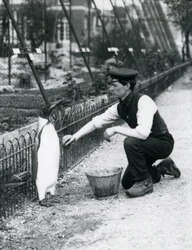 Königspinguin wird von Wärter Harry Munro mit einem Schwamm im Londoner Zoo gewaschen, Mai 1914. Munro wurde im Ersten Weltkrieg getötet, nachdem er in der Armee, in Luftschiffen und in der U-Boot-Abwehr gedient hatte