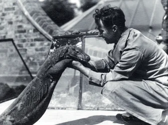 Komodowaran Sumbawa mit Wärter H. Alec Budd, 1928