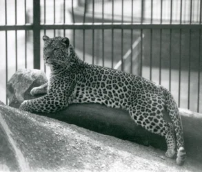 Leopard Rex liegt auf einem Baumstamm in seinem Gehege im Londoner Zoo im Juli 1925