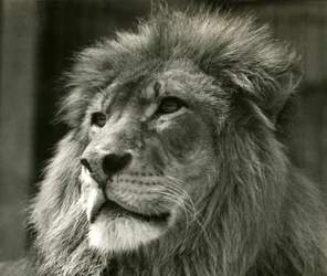 Männlicher Löwe Kuja im Londoner Zoo im August 1924