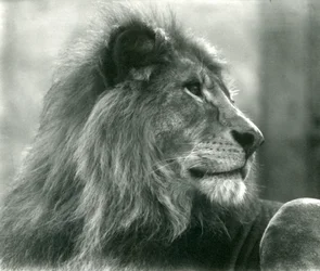 Männlicher Löwe Kuja im London Zoo, Januar 1925