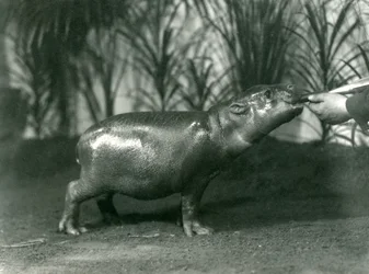 Percy, ein junger Zwergflusspferd, wird im Londoner Zoo von Hand gefüttert, November 1923 (Schwarz-Weiß-Foto)
