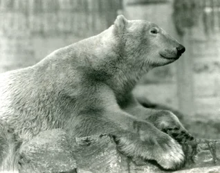 Eisbär Sam ruht auf Felsen auf den Mappin Terrassen, Londoner Zoo, vor 1930