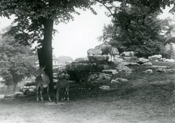 Das Eland-Antilopen-Gehege im Londoner Zoo im Jahr 1924