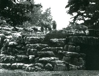 Das Eland-Antilopen-Gehege im Londoner Zoo im Juni 1924