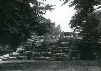 Das Eland-Antilopen-Gehege im Londoner Zoo im Juni 1924