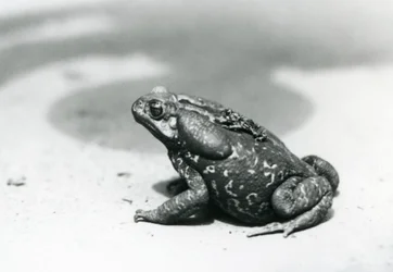 Die größte und kleinste Kröte im Menagerie im August 1928