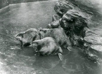 Drei Biber in ihrem Pool im London Zoo, 1920er Jahre