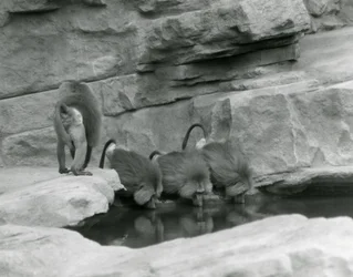 Drei heilige Paviane trinken aus einem Pool in ihrem felsigen Gehege, während ein vierter weggeht, Londoner Zoo, Juni 1925