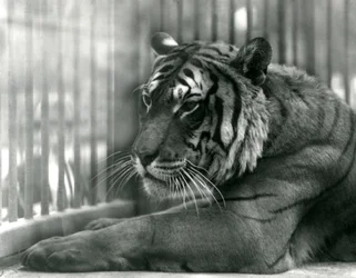 Tiger Sam im Londoner Zoo, 1925