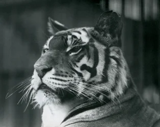 Tigerin Sally im Londoner Zoo 1927