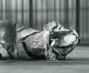 Tigerdame 
