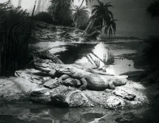 Zwei Alligatoren in einer Panoramaszene im Londoner Zoo im Juni 1927