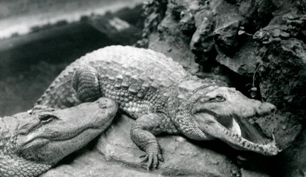 Zwei amerikanische Alligatoren im Londoner Zoo, Juli 1914