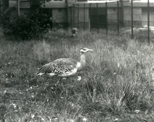 Zwei Arabische Trappen stehen in ihrem Gehege im Londoner Zoo, September 1927