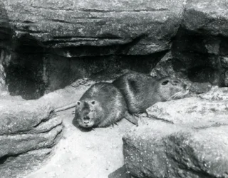 Zwei Nutrias ruhen sich auf Felsen in ihrem Gehege im Londoner Zoo, April 1925