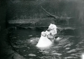 Zwei Eisbären, darunter ein Jungtier, umarmen und spielen in einem Pool im Londoner Zoo, Juni 1922