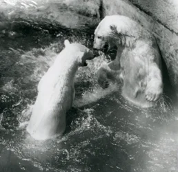 Zwei Eisbären tollen in ihrem Pool. Londoner Zoo im Jahr 1926